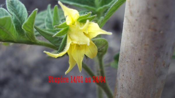 Stupice 1401_2404_1.JPG