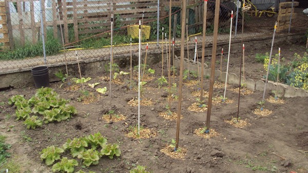parc tomates extérieur