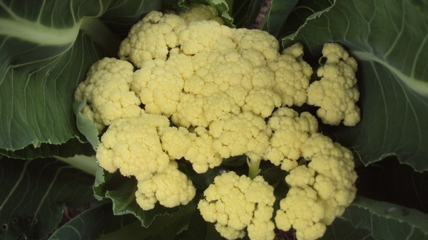 chou fleur