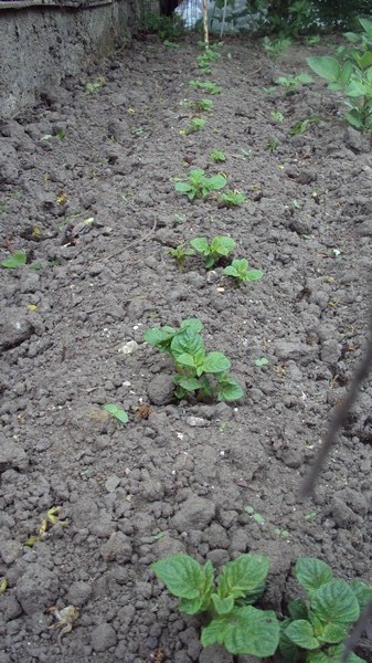 pommes de terre pompdour