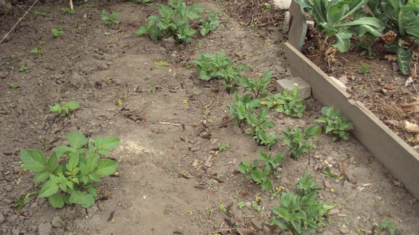 pommes de terre " spontanés"
