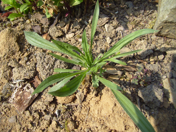 S7006772.JPG