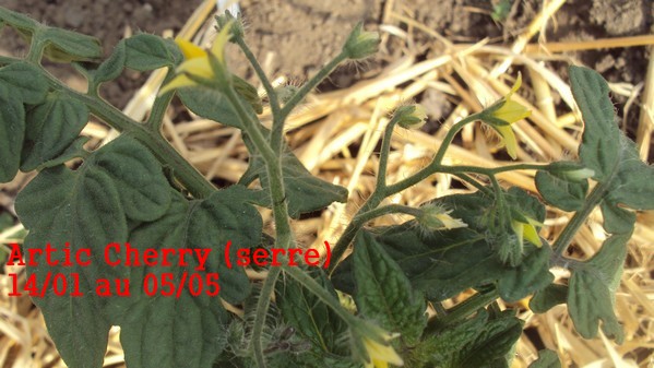 Artic Cherry