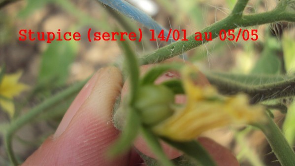 Stupice en serre