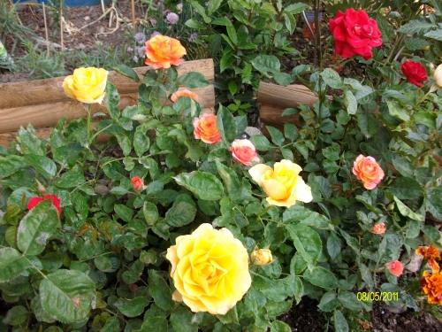 roses.jpg