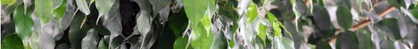 ficus_02.JPG