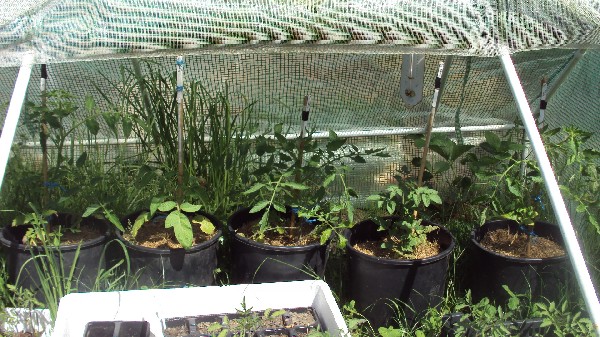 toms pots_1205.JPG