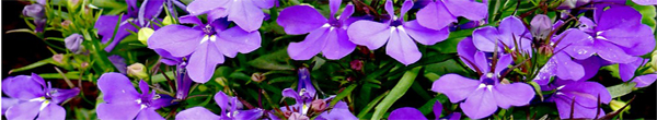 lobelia.jpg