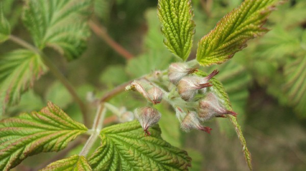 framboisier_300410_1.JPG