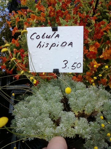 Cotula hispida.jpg