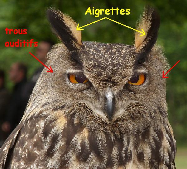 ici un hibou grd duc