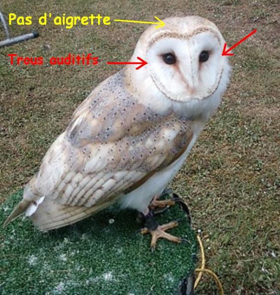 Chouette effraie