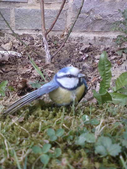 Mésange 0805 B.jpg