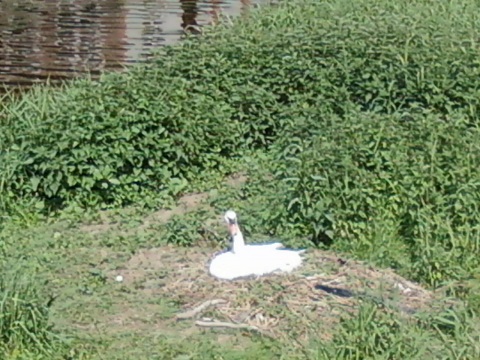 Cygne Pont de pierre 1205.jpg