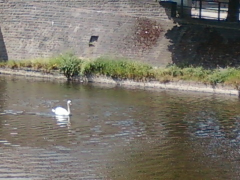 Cygne mâle 1205.jpg