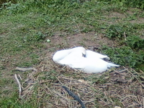 Cygne Lhomme 1205.jpg