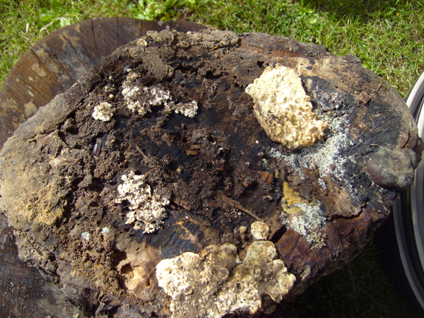 S7007008.JPG