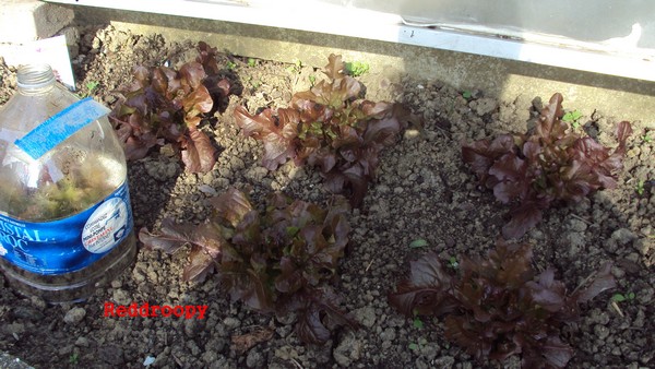 feuille de chêne rouge_010510.JPG