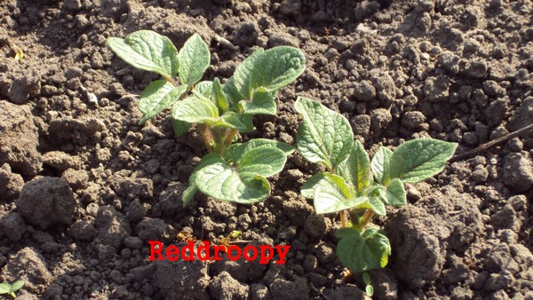pdt_010510.JPG