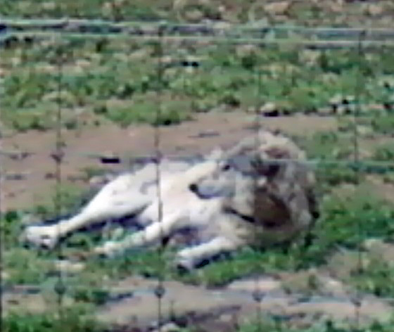 Loup han.jpg