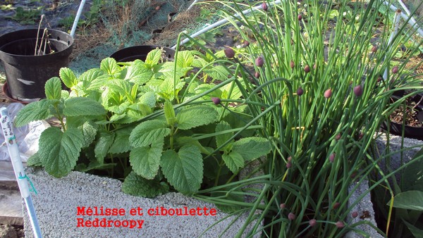 melisse&ciboulette_010510.JPG