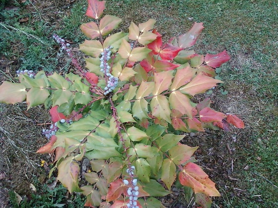 Mahonia 2705.jpg