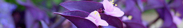 Tradescantia.jpg