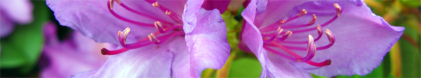 rhododendron.jpg