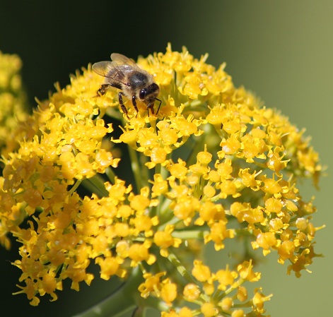 Abeille ferula.JPG