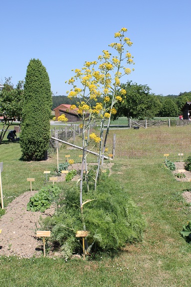 Ferula communis.JPG