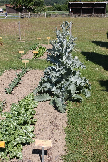 Carlina acaulis.JPG