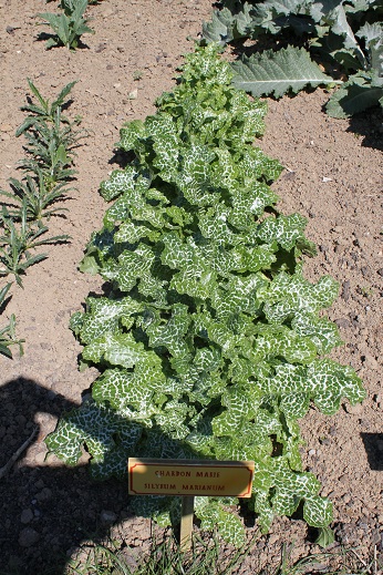 Silybum marianum.JPG