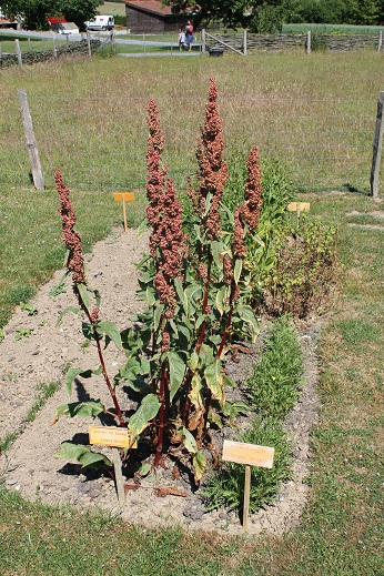 Rumex patienta.JPG