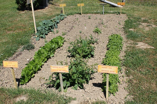 Potager romain.JPG