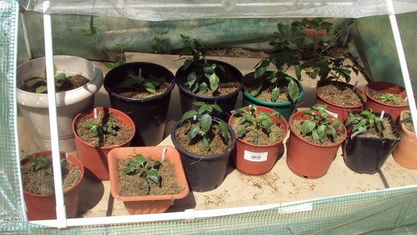 pims pots mini serre_020611.JPG