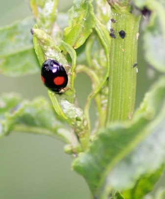 Coccinelle asia 0506.JPG