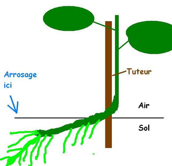 Arrosage tomate.JPG