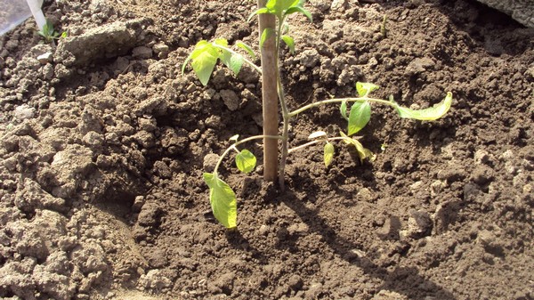 planter une tomate 5.jpg