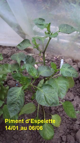 piment espelette serre 1401_0606_1.JPG