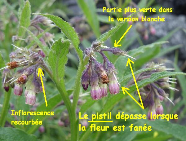 Consoude 2.JPG