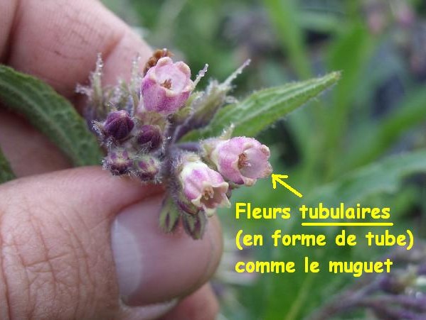 Consoude 3.JPG
