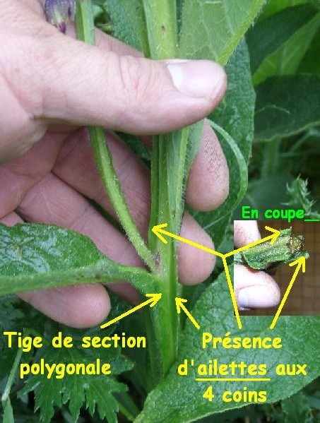 Consoude 4.JPG