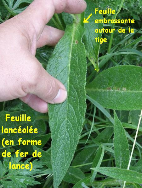 Consoude 5.JPG