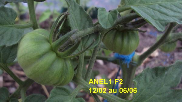 ANEL1 F1 1202_0606_2.JPG