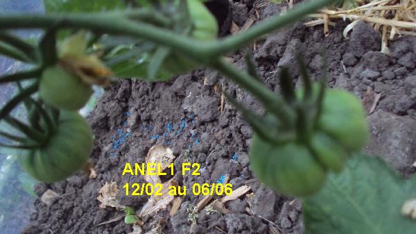 ANEL1 F1 1202_0606_3.JPG