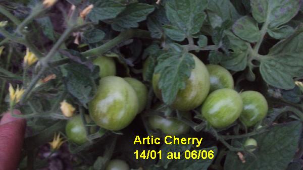 Artic Cherry 1401_0606_2.JPG