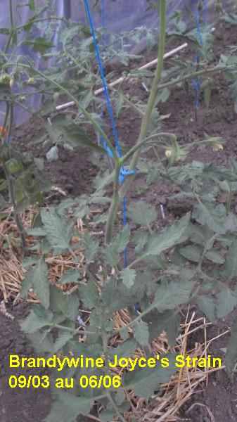 Brandy Joyces Strain_serre_0903_0606_1.JPG