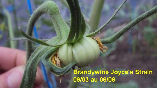 Brandy Joyces Strain_serre_0903_0606_2.JPG