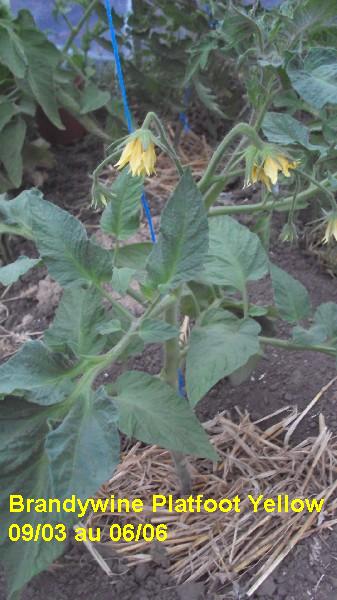 Brandy Platfoot yellow_serre_0903_0606_2.JPG