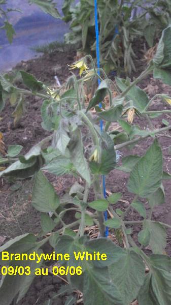 Brandy White_serre_0903_0606_1.JPG